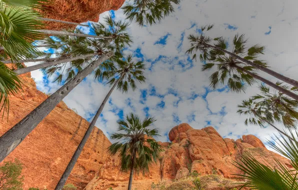 Picture the sky, clouds, palm trees, rocks