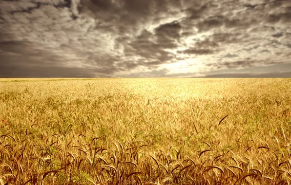 Wheat, field, clouds, horizon