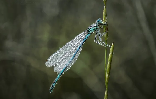 Dragonfly, stem, insect, bokeh