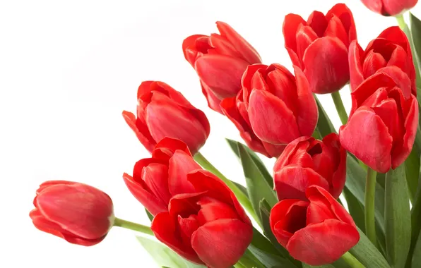Red, tulips, buds