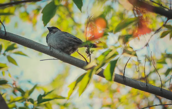 Leaves, the sun, macro, photo, bird, Wallpaper, Sparrow, canon