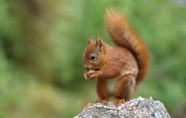 Pose, stone, walnut, protein, green background, lunch, nut, meal