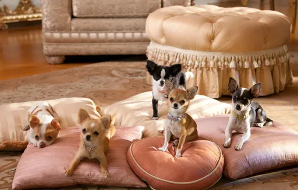 Dogs, room, pillow, Chihuahua