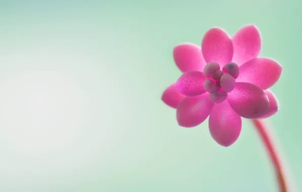 Flowers, background, ITP