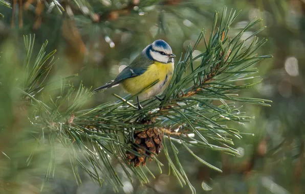 Look, birds, sitting, pine, tit, blue tit, photohunt