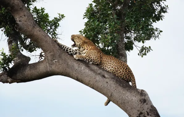 Tree, predator, Jaguar, handsome, roar
