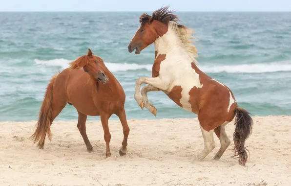 Sand, sea, pose, horse, shore, the game, horses, horse