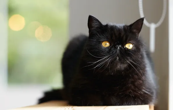 Cat, cat, background, black, yellow eyes, Persian, extreme