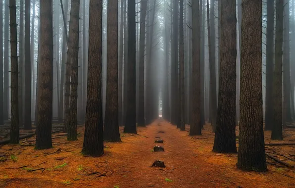 Picture autumn, forest, trees