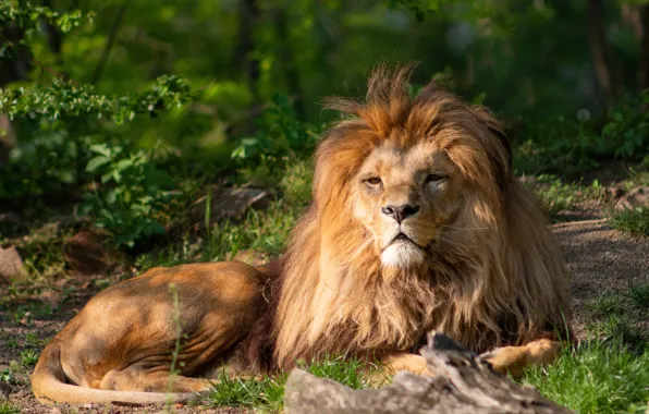 Look, nature, predator, Leo, mane, resting, big cat