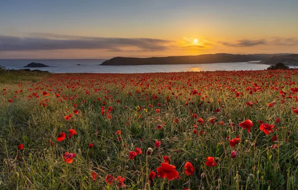 Summer, sunset, flowers, hills, shore, Maki, dal, red