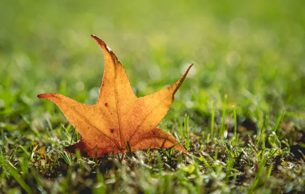 Greens, autumn, grass, yellow, sheet, glade, red, bokeh