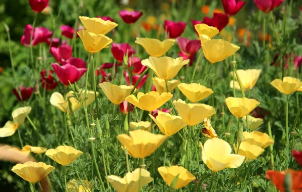 Picture field, nature, Maki, petals, meadow