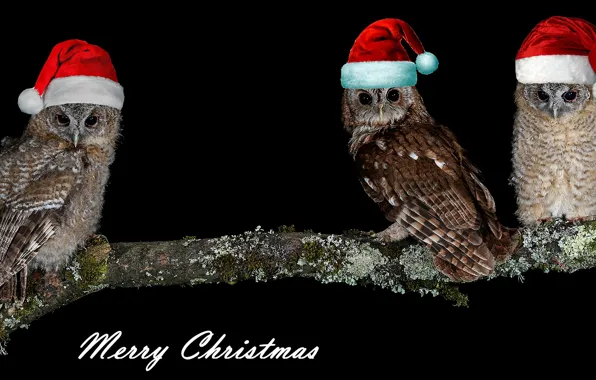 Picture branches, owl, bird, photoshop, new year, Christmas, three, black background