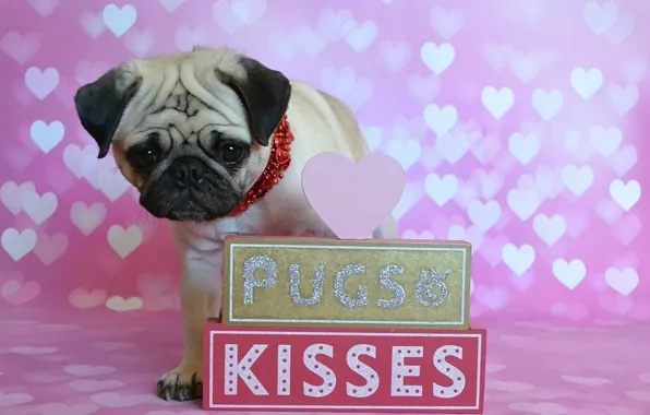 Look, pose, holiday, the inscription, heart, dog, necklace, signs
