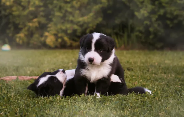 Dogs, look, nature, black and white, glade, the game, dog, baby
