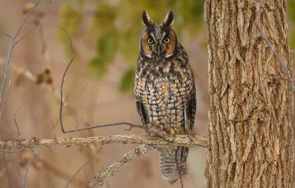 Picture look, owl, bird, branch, long-eared owl, long-eared owl