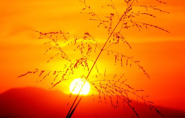 The sun, yellow, branch