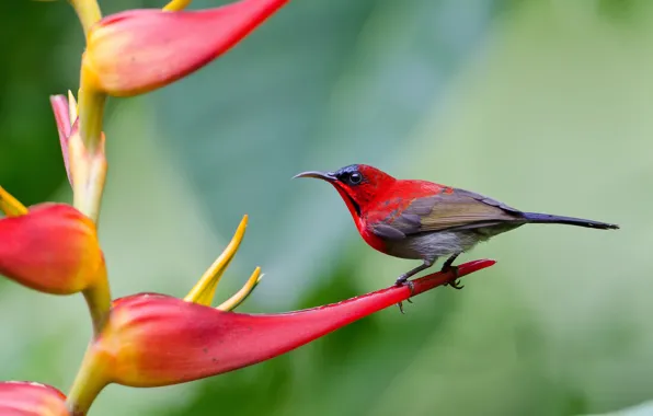 Picture flower, bird, Geltona strahota double, Andy_LYT Photography