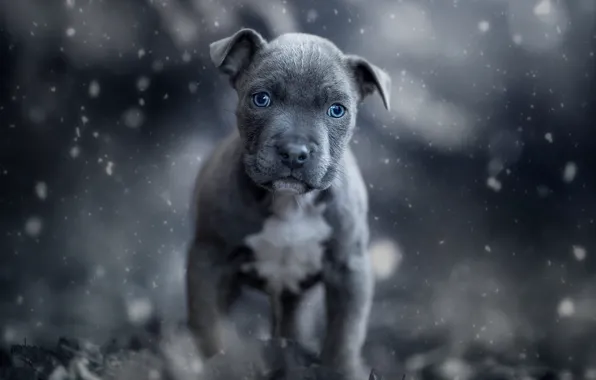 Winter, look, face, snow, nature, grey, background, mood