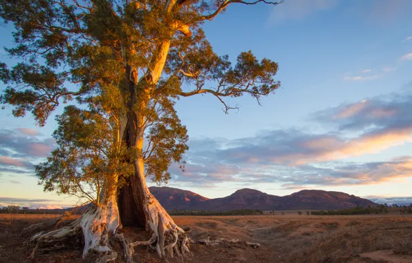 Picture mountains, tree, the evening, Australia, South