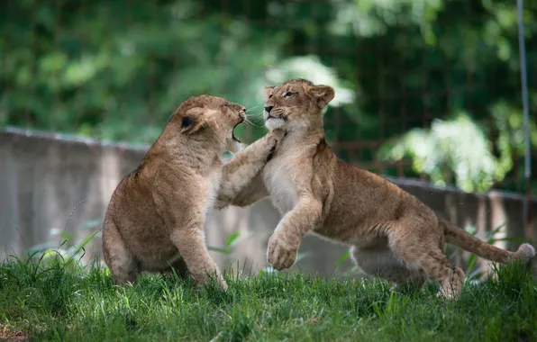 Picture the game, predators, fight, fight, pair, kids, wild cats, the cubs