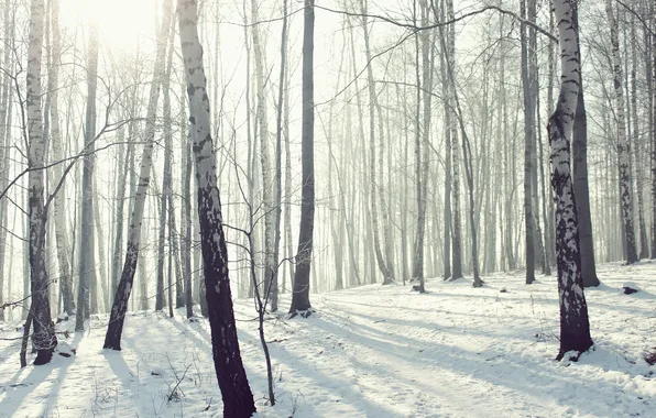 Winter, forest, snow, nature, frost, grove