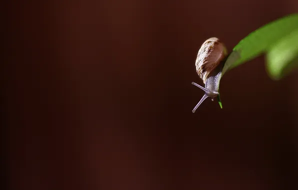 Nature, background, snail