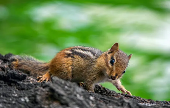 Picture nature, Chipmunk, animal