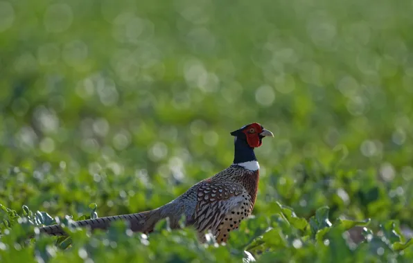 Greens, light, bird, glade, bokeh, pheasant