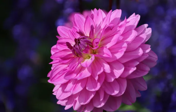 Flower, macro, lilac, Dahlia, bokeh, purple background