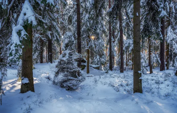 Picture winter, forest, snow, trees, Germany