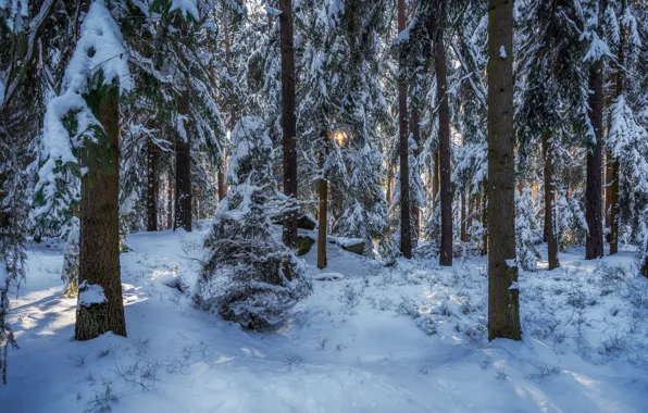 Winter, forest, snow, trees, Germany