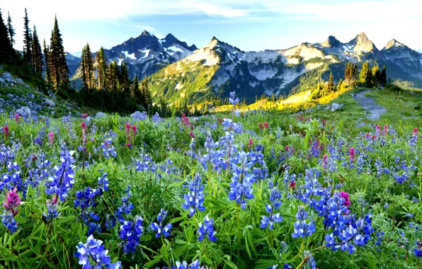 Picture the sky, grass, trees, landscape, flowers, mountains, nature, spring