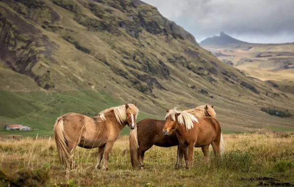Field, mountains, hills, horses, horse, pony, trio