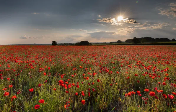 Summer, the sky, Maki, poppy field