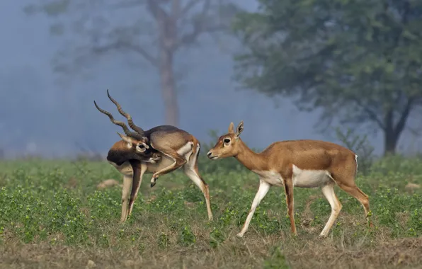 Grass, trees, nature, glade, pair, antelope, antelope