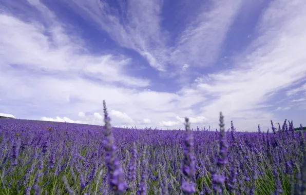 Field, the sky, clouds, flowers, nature, lavender