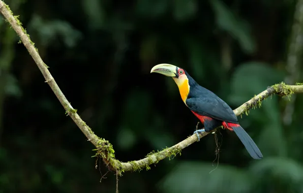 The dark background, bird, branch, Toucan