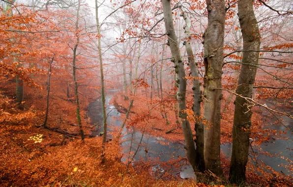 Autumn, forest, river