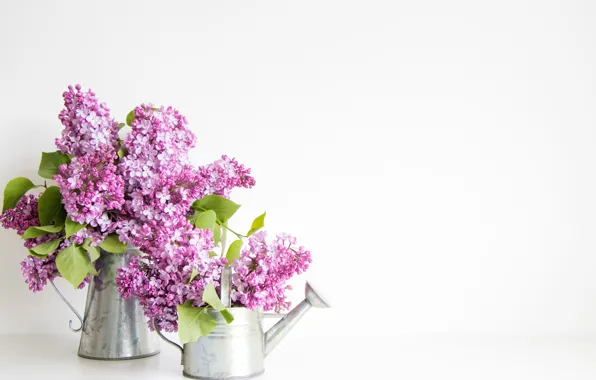 Picture white background, lake, lilac