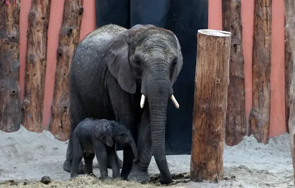 Picture background, elephant, zoo