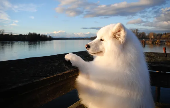 The sky, look, clouds, light, pose, Board, paw, dog