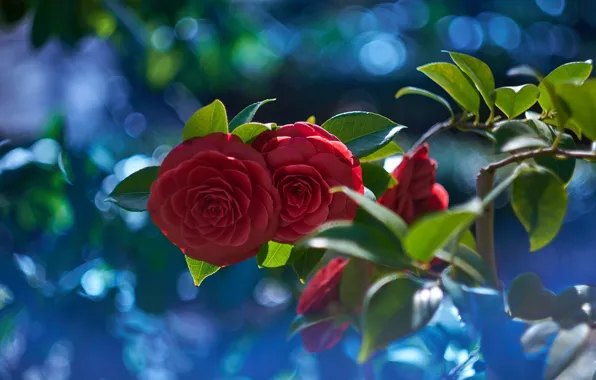Leaves, light, flowers, glare, Bush, branch, spring, red