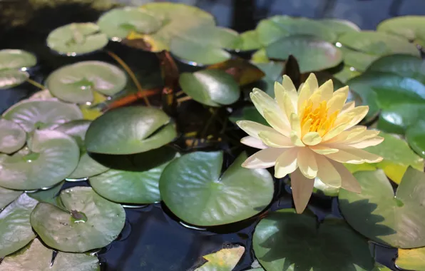 Water, Lily, Nymphaeum