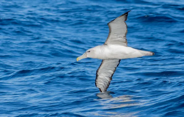 Water, bird, Seagull, flight