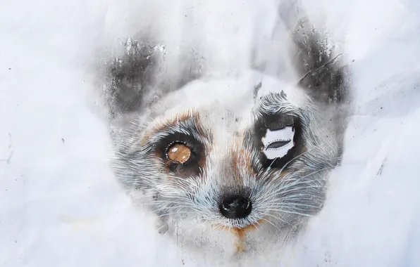 Picture background, art, Fox