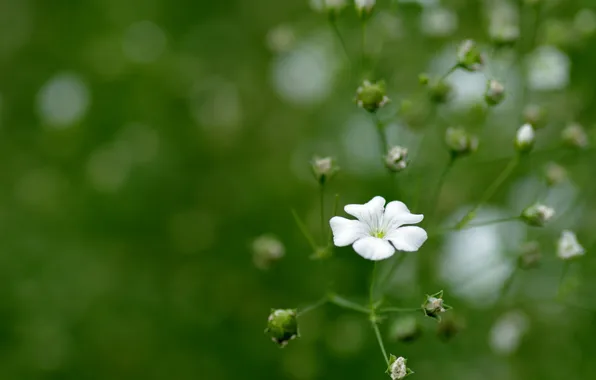 Flowers, nature, background, color