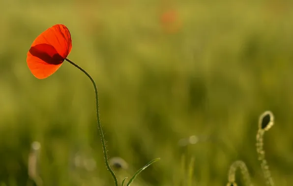 Field, flower, macro, red, one, petals, Mac