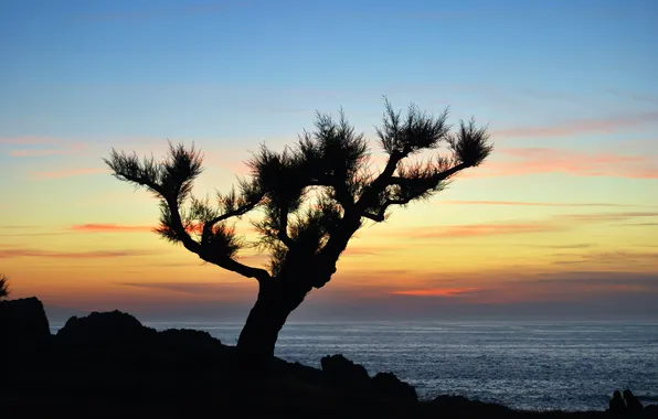 Sea, the sky, clouds, trees, rocks, silhouette